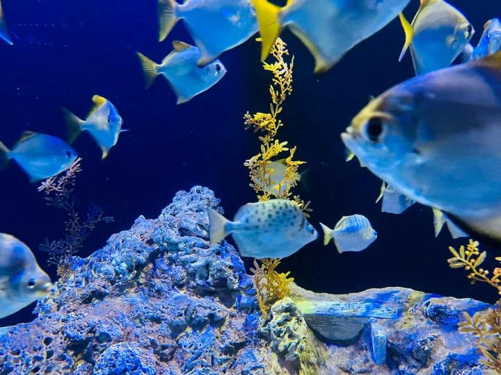 a group of fish swimming in an aquarium